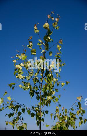 Ansicht von unten von Birkenzweigen mit dickem grünem Laub an einem sonnigen Tag vor einem blauen Himmel Stockfoto