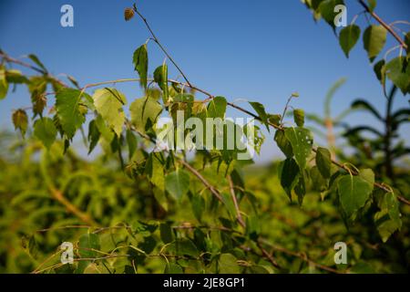 Junge saftige grüne Blätter auf den Zweigen einer Birke in der Sonne im Freien im Frühjahr Sommer Nahaufnahme Makro auf dem Hintergrund der Birke Stamm. Frühling Wach Stockfoto