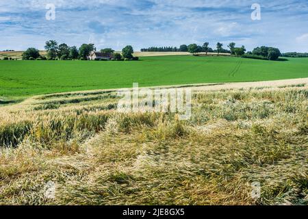 Maisfeld mit plattennierten Ernten nach starkem Regensturm - sud-Touraine, Frankreich. Stockfoto