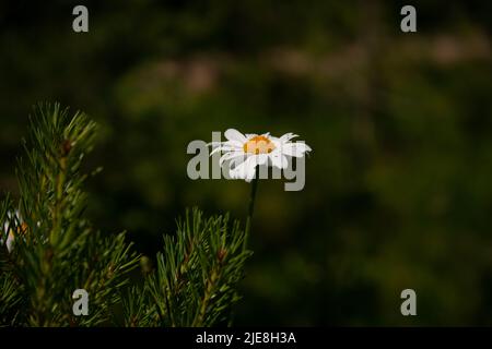 Gänseblümchen auf der Wiese bei Sonnenuntergang. Weiße Sommerblumen auf der Weide. Sonnenwende Kronblumen Stockfoto