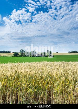 Maisfeld mit plattennierten Ernten nach starkem Regensturm - sud-Touraine, Frankreich. Stockfoto