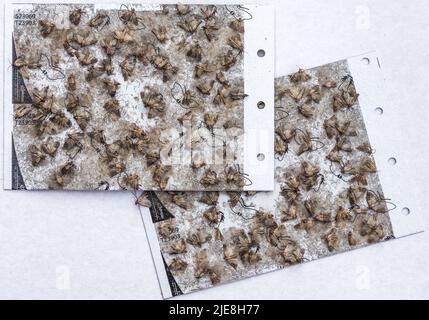 Indische Mehlmotten, die auf klebrigen Insektenzerstörerkarten gefangen sind. Stockfoto