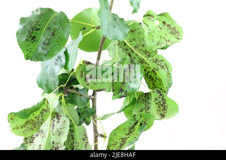 Schwarzer Fleck Birne, Schorf von Birne eine Pilzerkrankung von Birnenbäumen, die durch Venturia pyrina verursacht wird. Symptome auf Birnenbaumblättern. Stockfoto