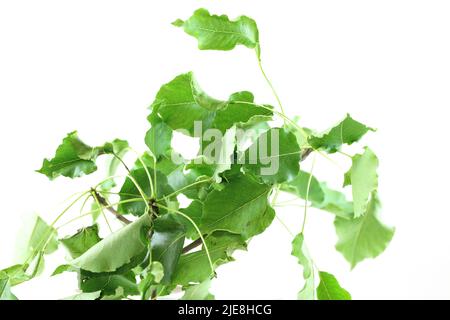 Birnenbaumblätter, die von den Larven Dasineura pyri beschädigt werden. Die Kanten der Blattlättchen sind gewellt. Die Larven leben darin. Stockfoto