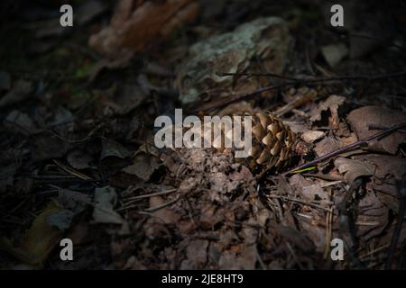 Ein paar Zapfen auf dem Boden in einem Kiefernwald Stockfoto