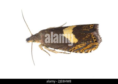 Erwachsener Tortricide Leafroller Moth der Familie Tortricidae. Isoliert auf weißem Hintergrund. Stockfoto