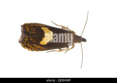 Erwachsener Tortricide Leafroller Moth der Familie Tortricidae. Isoliert auf weißem Hintergrund. Stockfoto