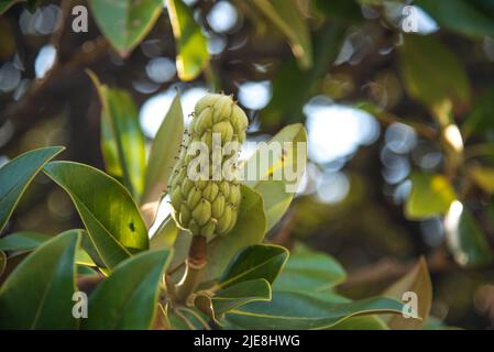 Grüne Magnolienfrucht. Hochwertige Fotos Stockfoto