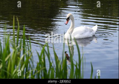 Mute Swan (Cygnus Olor), Foots Cray Meadows, Sidcup, Kent. VEREINIGTES KÖNIGREICH Stockfoto