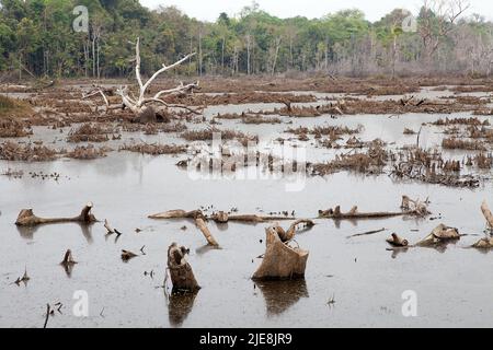 Sumpf um die Neak Pean Tempelruinen, Angkor, Siem Reap, Kambodscha. Neak Pean ist eine künstliche Insel mit einem buddhistischen Tempel auf einer kreisförmigen Insel Stockfoto