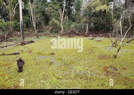 Sumpf um die Neak Pean Tempelruinen, Angkor, Siem Reap, Kambodscha. Neak Pean ist eine künstliche Insel mit einem buddhistischen Tempel auf einer kreisförmigen Insel Stockfoto