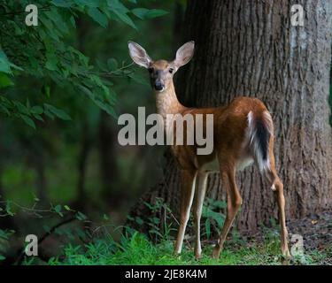 White-tailed Doe Stockfoto