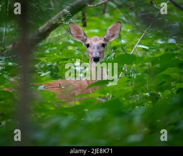 White-tailed Doe Stockfoto