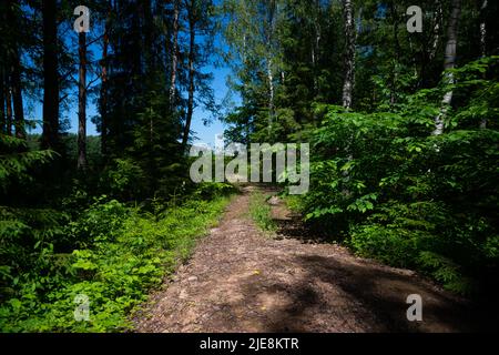 Wald Schotterstraße fährt durch einen grünen Wald von Bäumen. Offroad-Straße für Autos. Stockfoto