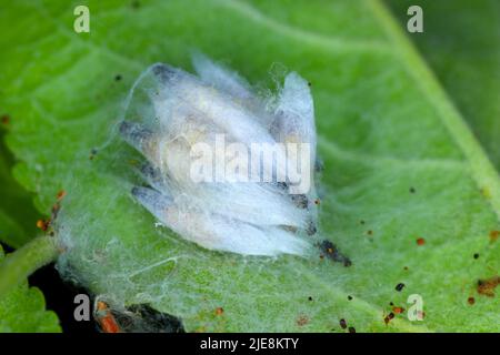 Apple Hermelin (Yponomeuta malinellus), Puppen in einem weblike Nest Stockfoto