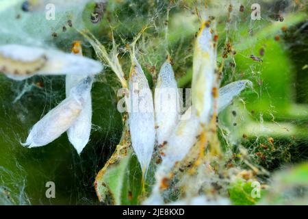 Apple Hermelin (Yponomeuta malinellus), Puppen in einem weblike Nest Stockfoto