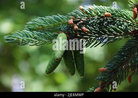 Schöne junge grüne Zapfen auf Zweig der europäischen Fichte. Natürliche Schönheit des eleganten Zweiges. Picea abies. Norwegen Fichte im Frühjahr. Naturkonzept für Stockfoto