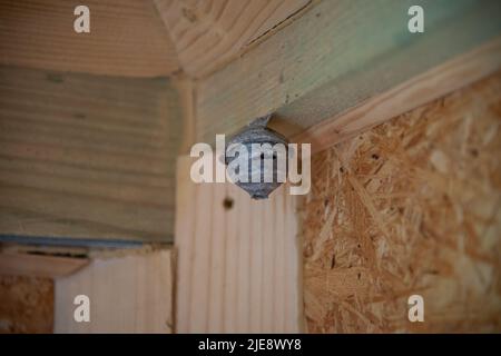 Vespiary hing auf dem Holz. Wespenbaum in der Nähe der Wand eines Holzgebäudes. Stockfoto