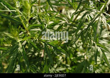 Bitterer Wermut Artemisia absinthium-Busch wächst in freier Wildbahn. Stockfoto