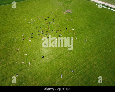 Luftbild von oben nach unten von einer Wiese mit rotbunten Friesenrindern, die ihre langen Schatten vom Sonnenuntergang im Grasfeld zeigen Diese Kühe sind üblich Stockfoto