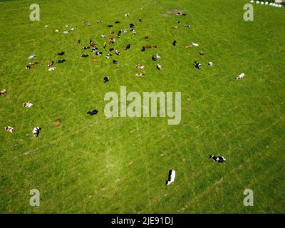 Luftbild von oben nach unten von einer Wiese mit rotbunten Friesenrindern, die ihre langen Schatten vom Sonnenuntergang im Grasfeld zeigen Diese Kühe sind üblich Stockfoto