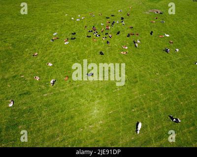 Luftbild von oben nach unten von einer Wiese mit rotbunten Friesenrindern, die ihre langen Schatten vom Sonnenuntergang im Grasfeld zeigen Diese Kühe sind üblich Stockfoto