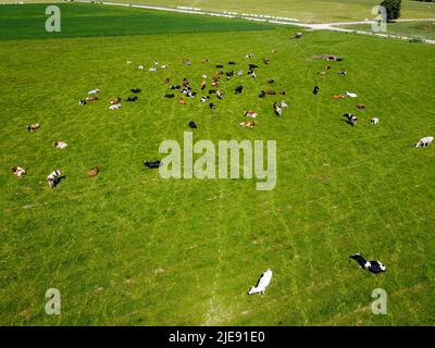 Luftbild von oben nach unten von einer Wiese mit rotbunten Friesenrindern, die ihre langen Schatten vom Sonnenuntergang im Grasfeld zeigen Diese Kühe sind üblich Stockfoto
