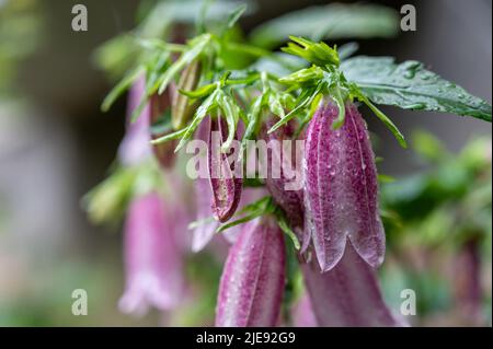 Pink Korean Bellflower (oder Korean-Glockenblume) im Garten. Campanula Takesimana (Campanula Punctata). Schöne Blumen mit Regentropfen bedeckt. Gard Stockfoto