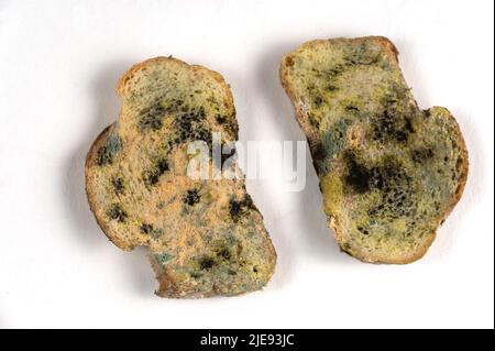 Das schimmelige Brot liegt dem neutralen Hintergrund gegenüber. Zwei Scheiben Weizenbrot mit Pilzschimmel bedeckt. Das Essen war verdorben. Selektiver Fokus. Stockfoto