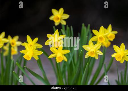Blühendes Blumenbeet aus gelben Narzissen auf schwarzem Hintergrund. Stockfoto