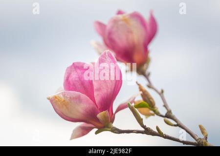 Magnolia soulangeana, blühter Magnolienbaum, blüht in Nahaufnahme auf verschwommenem Hintergrund. Stockfoto