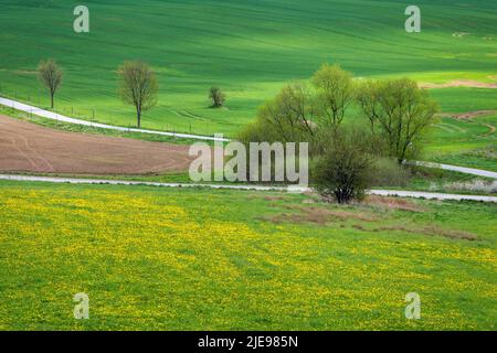 Frühlingslandschaft mit grüner Wiese und blühendem Dandelion. Stockfoto