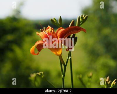 Wunderschöne orangefarbene Tageslilie (Hemerocallis fulva) in einem Garten in Ottawa, Ontario, Kanada. Stockfoto