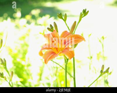 Wunderschöne orangefarbene Tageslilie (Hemerocallis fulva) im Schatten an einem brillant heißen Tag in Ottawa, Ontario, Kanada. Stockfoto