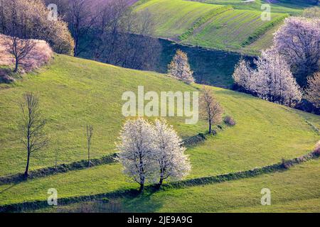 Frühlingsmotiv mit ländlicher Landschaft. Blühende Obstbäume, Felder und Wiesen in der hügeligen Landschaft. Das Dorf Hrinova in der Slowakei, Europa. Stockfoto