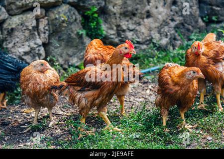 Herde von roten gefiederten Hühnern im Hof der Hühnerfarm. Hausgeflügel. Stockfoto