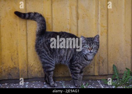 Niedliche graue Katze mit grünen Augen und rosa Nase, die in der Nähe der schmutzigen gelben Gebäudewand steht. Streunende Tiere. Stockfoto