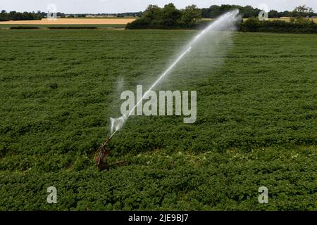 Landwirtschaftliche Sprinkler oder Wassersprüher Gießen einer Kartoffelpflanze mit Wasserstrahlen mit Kopierraum Stockfoto