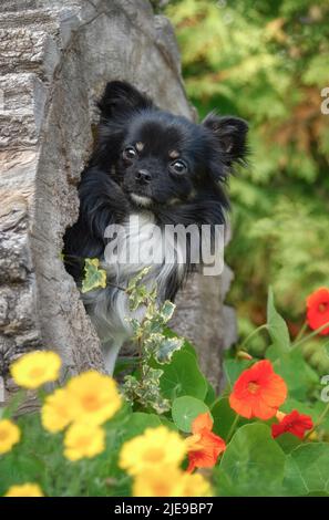 Ein süßer schwarz-tricolor Chihuahua Rüde, langhaarig, posiert in einem ausgehöhlten Baumstamm in einem blühenden Garten Stockfoto