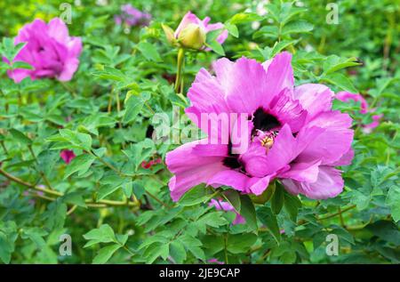 Lila japanische Pfingstrose blüht im Sommergarten. Duftende rote Pfingstrose. Stockfoto
