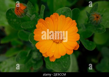 Neu blühte Calendula officinalis. Es hat Regentropfen auf seinen Blättern. Vom Hügel genommen. Stockfoto