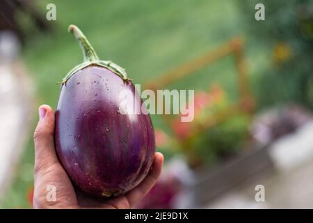 Lebendige lila Aubergine frisch aus dem Garten gepflückt mit Wassertröpfchen mit Blumen im Hintergrund und freien Platz für Text bedeckt Stockfoto