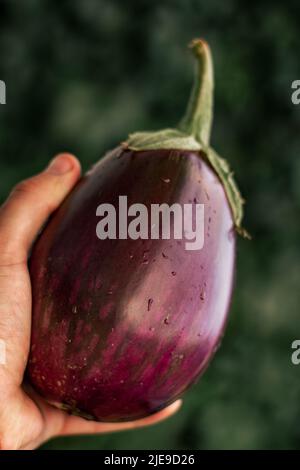 Frisch gepflückt lebendige lila Bio Aubergine in der Hand gehalten mit Wassertropfen und dunkelgrünen Hintergrund Stockfoto