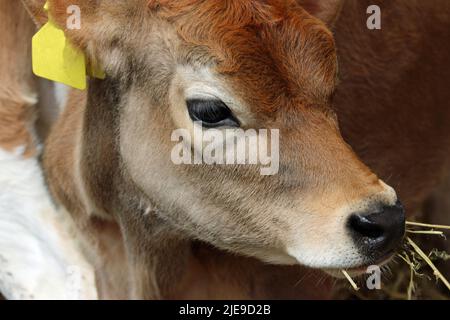 Junges Guernsey-Kuhkalb mit gelbem Ohrschild und Stroh im Mund in einer Scheune mit dunklem, unscharfem Hintergrund. Stockfoto