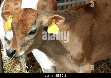 Junges Guernsey-Kuhkalb mit gelben Ohrmarken in einem Stall und einem weiteren Kalb im Hintergrund und Stroh im Vordergrund. Stockfoto