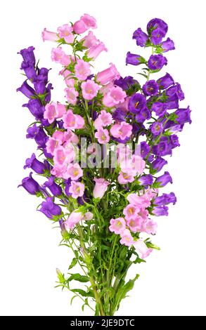 Campanula mittlere Blüten isoliert auf weißem Hintergrund. Bouquet von Canterbury Glocken oder Glockenblume Stockfoto