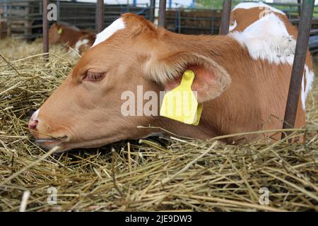 Junges Guernsey-Kuhkalb mit gelbem Ohrschild in einem Stall und weiteren Kälbern im Hintergrund und Stroh im Vordergrund. Stockfoto