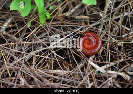 Brauner Tausendfüßler, der in Kreisform auf getrocknetem Gras liegt. Stockfoto