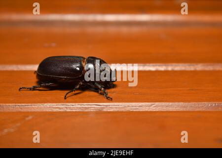 Ein Nashornkäfer kriecht auf einer Holzbank. Insekten werden normalerweise als Haustier gehalten. Oryctes Nashorn. Stockfoto