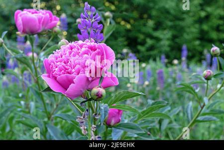 Rosafarbene Pfingstrosen blühen im Sommergarten. Duftende rosa Pfingstrosen. Stockfoto
